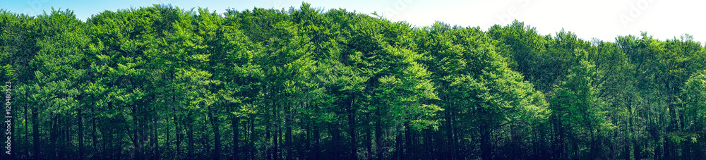 Wall mural green trees scenery in panorama