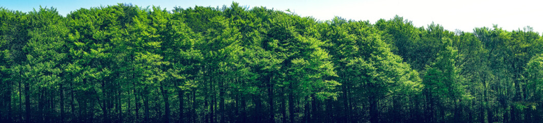 Green trees scenery in panorama