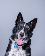 Dog on background. taken in a studio.