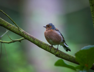 Chaffinch in tree