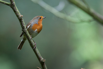 Robin in a tree
