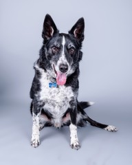Dog on background. taken in a studio.
