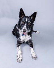 Dog on background. taken in a studio.