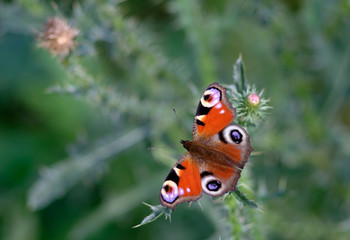 Бабочка с красными крыльями, сидящая на цветах колючего растения 