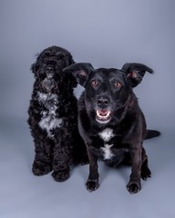 Dog on background. taken in a studio.