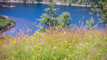 Fototapeta premium Beautiful flowers in the green grass on the river bank. South Coldwater Ridge, Mount St Helens National Park, West Part, South Cascades in Washington State, USA