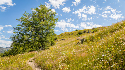 Pathway among the wildflowers. Green tall tree against the blue sky. South Coldwater Ridge, Mount St Helens National Park, West Part, South Cascades in Washington State, USA