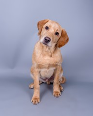 Dog on background. taken in a studio.
