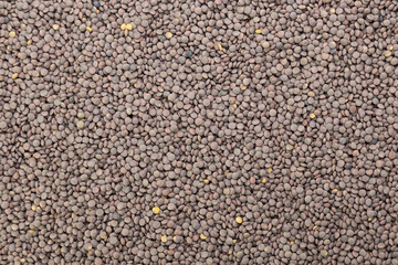 Lentil close up, top wiev