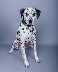 Dog on background. taken in a studio.