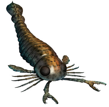 Pterygotus from the Devonian era 3D illustration