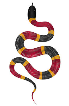 Coral snake vector illustration isolated on white. Tropical serpent EPS image