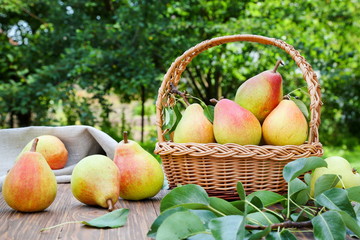 Ripe pears on a wooden table in the garden