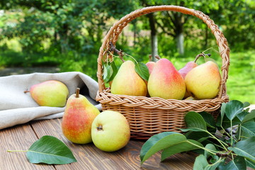 Ripe pears on a wooden table in the garden