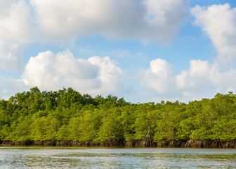 Mangrove in Indonesia © Thomas Dutour