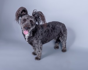 Dog on background. taken in a studio.