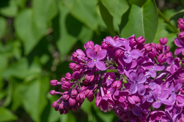 Fragrant flowers and buds of lilac.