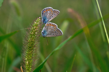 A closeup of two butterflies on a bristle grass