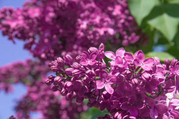Fragrant flowers and buds of lilac.