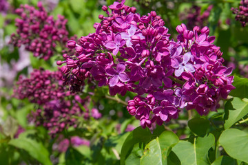 Fototapeta na wymiar Fragrant flowers and buds of lilac.