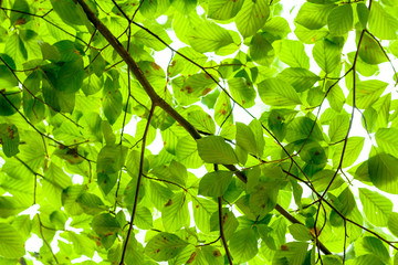Fototapeta na wymiar Forest canopy background texture
