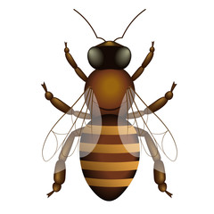 Honey bee vector illustration isolated on white