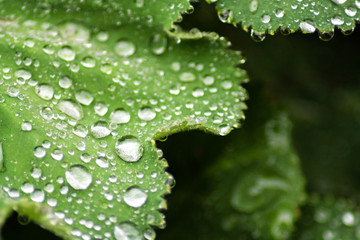 Dew drops on green leaf
