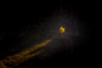 Autumn lonely tree at sunset