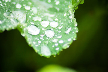 Dew drops on green leaf