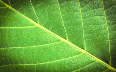 Fine green leaf background texture