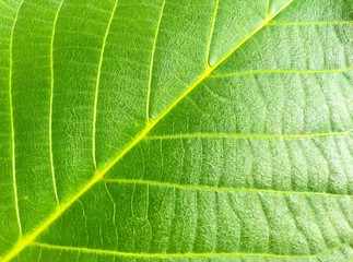 Fine green leaf background texture