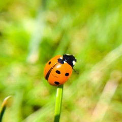 Ladybug on blade of grass