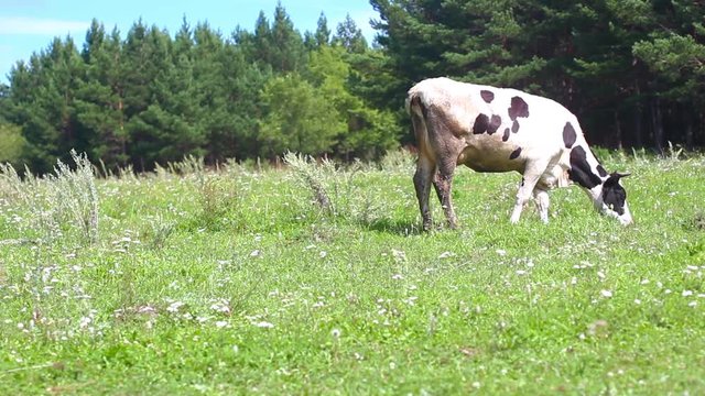 cow eating grass in a meadow
