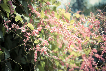 Confederate vine, Coral vine, Mexican coral vine, Mexican creepe