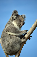 Australian Koala (Phascolarctos cinereus) sitting in a gum tree with blue sky background. Australia’s iconic marsupial mammal.