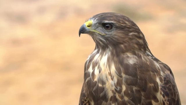 Close-up Red-tailed hawk. Bird of prey. Slow motion shot.