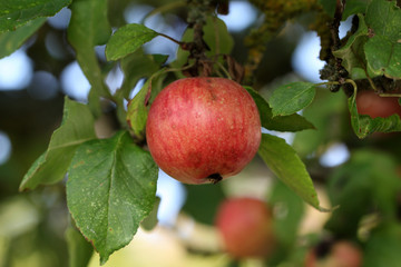 Apple trees