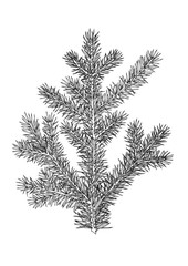 spruce branch. Hand drawing. Botanical illustration.