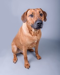 Dog on background. taken in a studio.