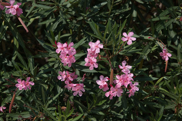 Obraz premium Flower in a garden