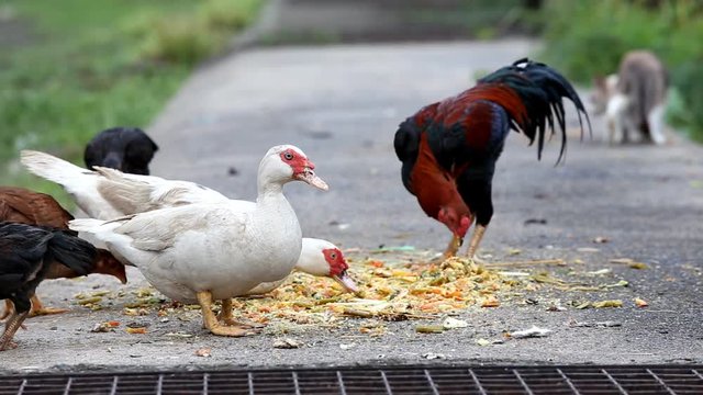 Local Thai chicken and duck finding food by self in natural