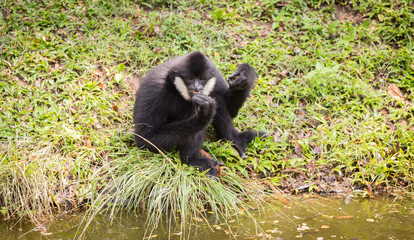 Portrait gibbon on the ground.