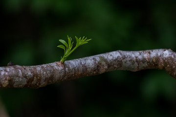 new born leaves in the forest.