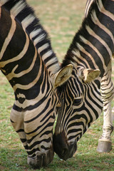 Fototapeta na wymiar Two zebra with heads close together