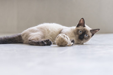 The cute Siamese cat