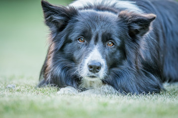 Border Collie dog starring at the camera.
