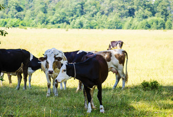 cow in the meadow