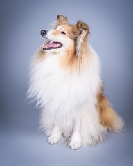 Obraz na płótnie Canvas Dog on background. taken in a studio.