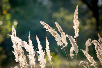 dry grass on summer meadow