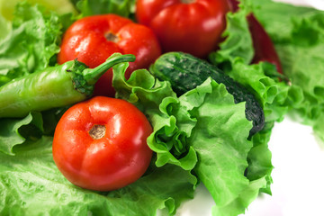 Fresh organic vegetables. Autumn vegetables. Harvesting. Ingredients for the salad. Lettuce, tomatoes, cucumbers, zucchini, eggplant, peppers, chillies.